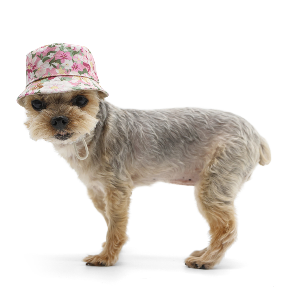 dogo